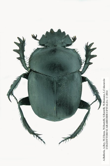 Scarabaeus pius